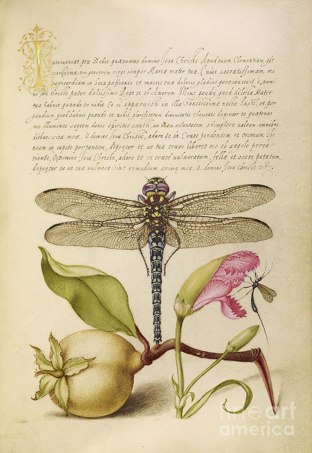 Insects Photograph - Dragonfly-Pear-Carnation And Insect by Getty Research Institute