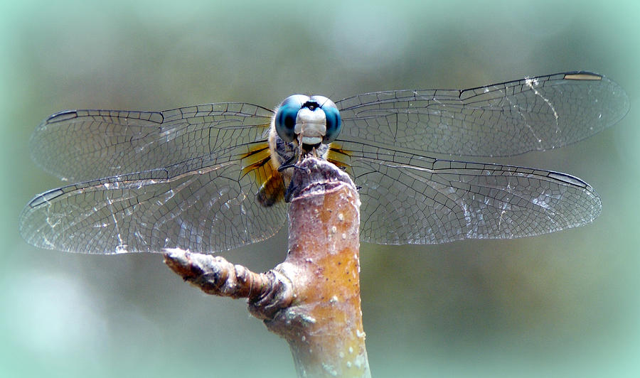 Dragonfly Pear Tree Perch Photograph by Sheri McLeroy