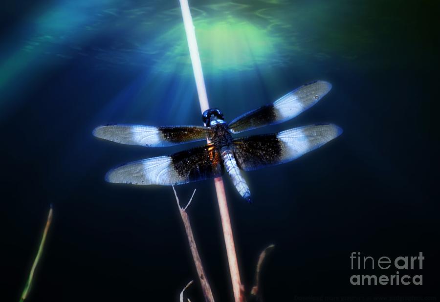 Nature Photograph - Dragonfly by Peggy Franz