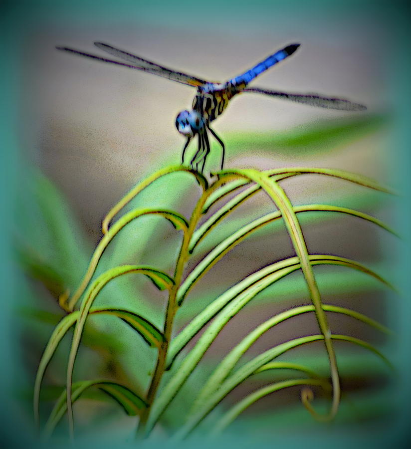 Insects Photograph - Dragonfly Perch 1 Bright by Sheri McLeroy