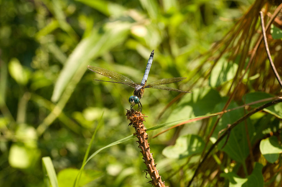 Dragonfly Perched Photograph by Greg Graham