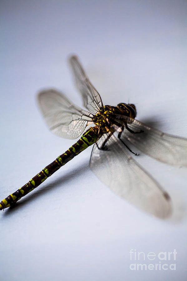 Insects Photograph - Dragonfly Portrait by Jan Bickerton