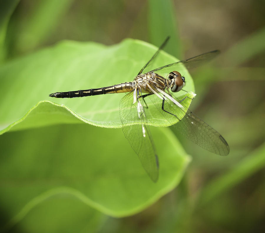 Dragonfly Portrait Photograph by Thomas Young