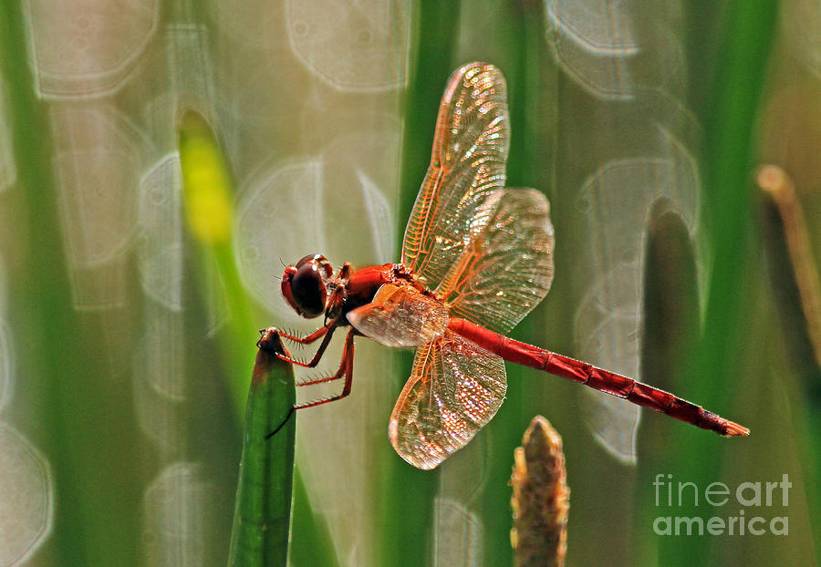 Dragonfly Profile Photograph by Larry Nieland