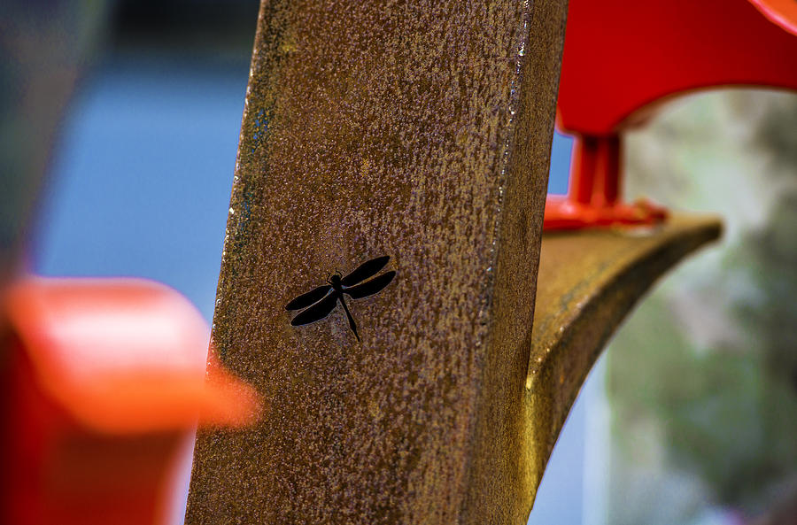 Dragonfly Photograph by Raymond Kunst
