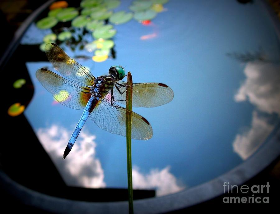 Dragonfly Reflecting on a Beautiful Day Photograph by Renee Trenholm