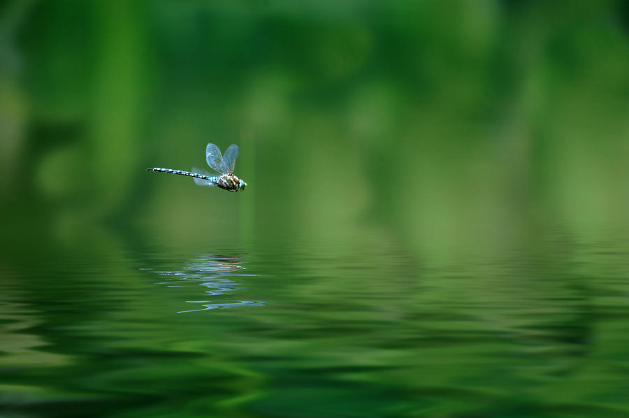 Tree Photograph - Dragonfly Reflection by Lane Erickson