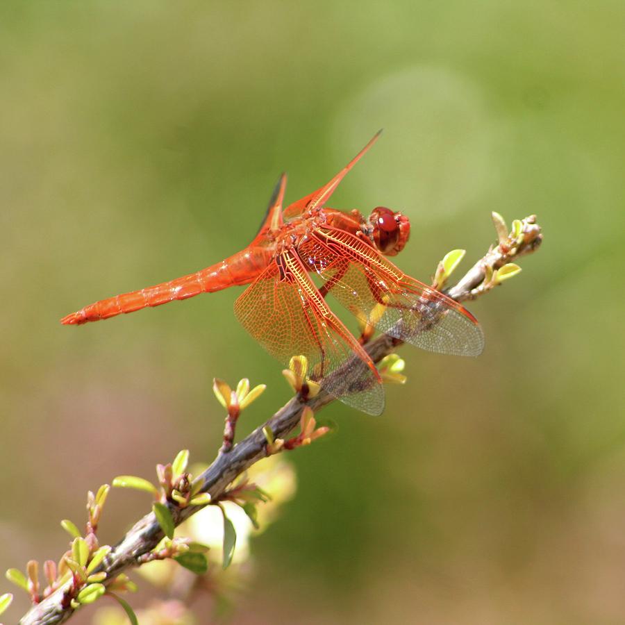 Dragonfly Resting Photograph by Art Block Collections
