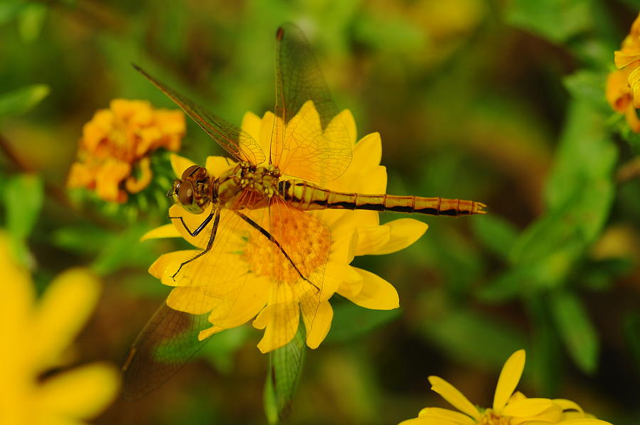 Dragonfly Resting On A Flower Photograph by Jeff Swan