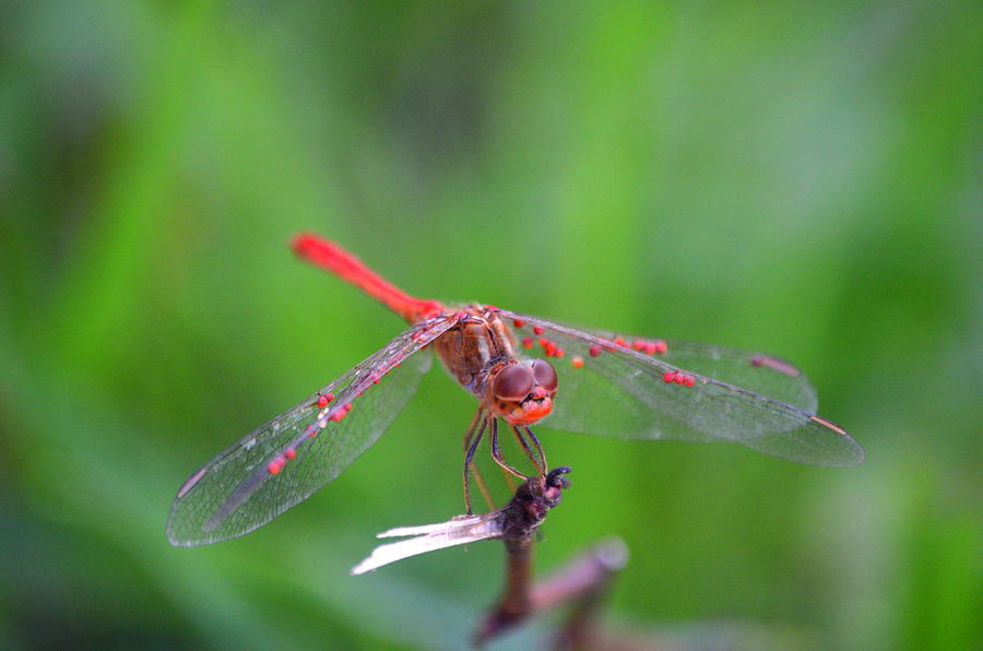 Dragonfly Resting Photograph by Riad Art
