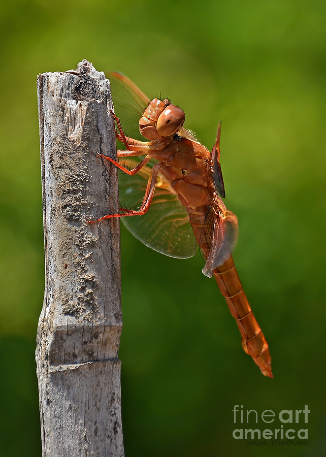 Garden Photograph - Dragonfly Resting by Susan Wiedmann