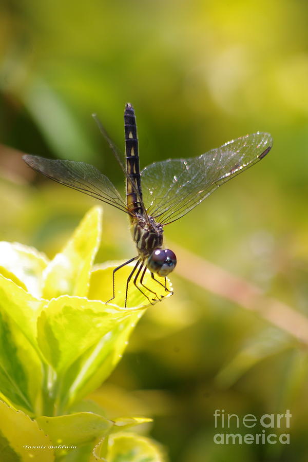 Dragonfly resting Photograph by Tannis  Baldwin