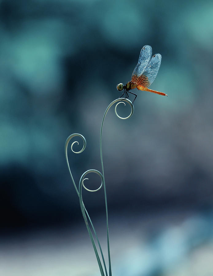 Macro Photograph - Dragonfly by Ridho Arifuddin