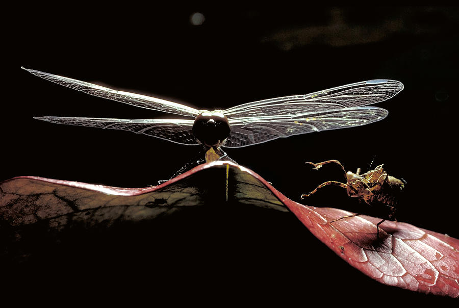 Dragonfly Photograph by Robert Noonan