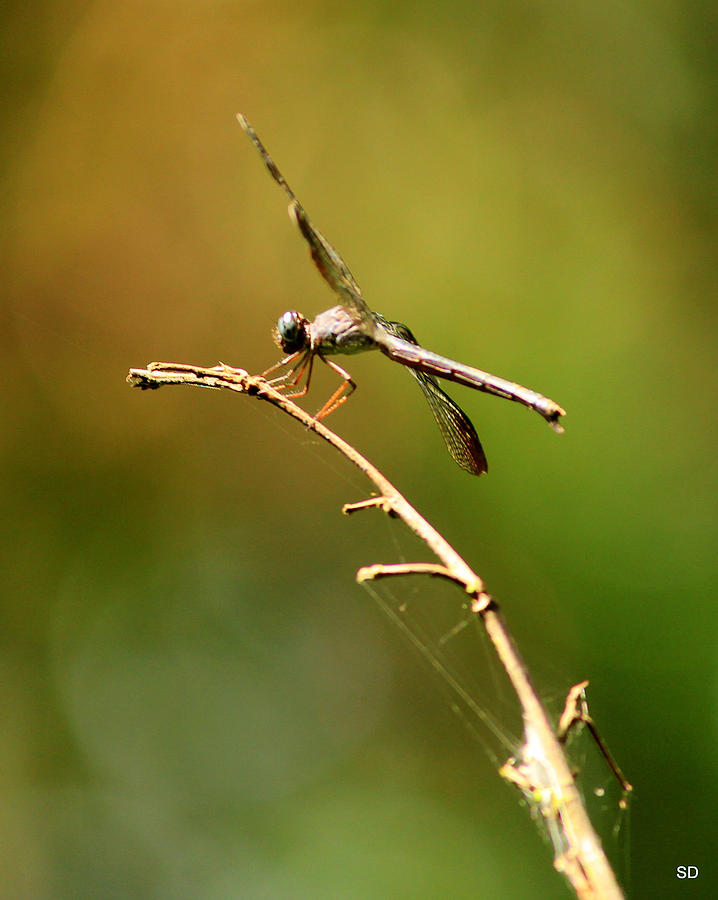 Dragonfly Photograph by Sarah Donald