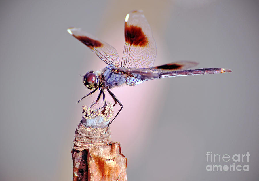 Dragonfly Photograph by Savannah Gibbs