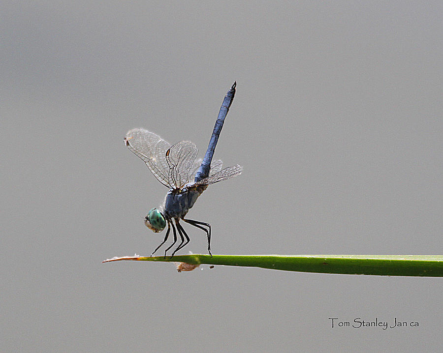 Dragonfly  Set To Fly Photograph by Tom Janca
