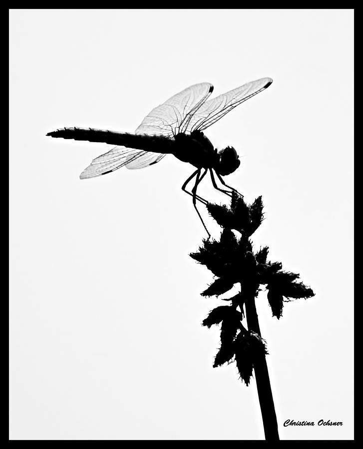 Dragonfly Silhouette 8x10 Photograph by Christina Ochsner