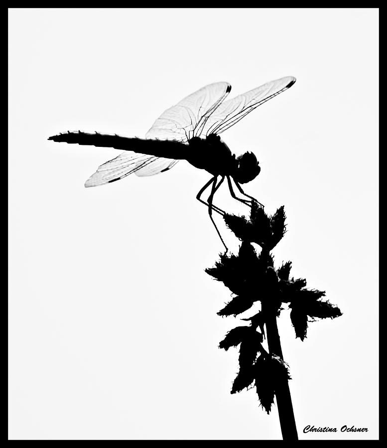 Dragonfly Silhouette Photograph by Christina Ochsner