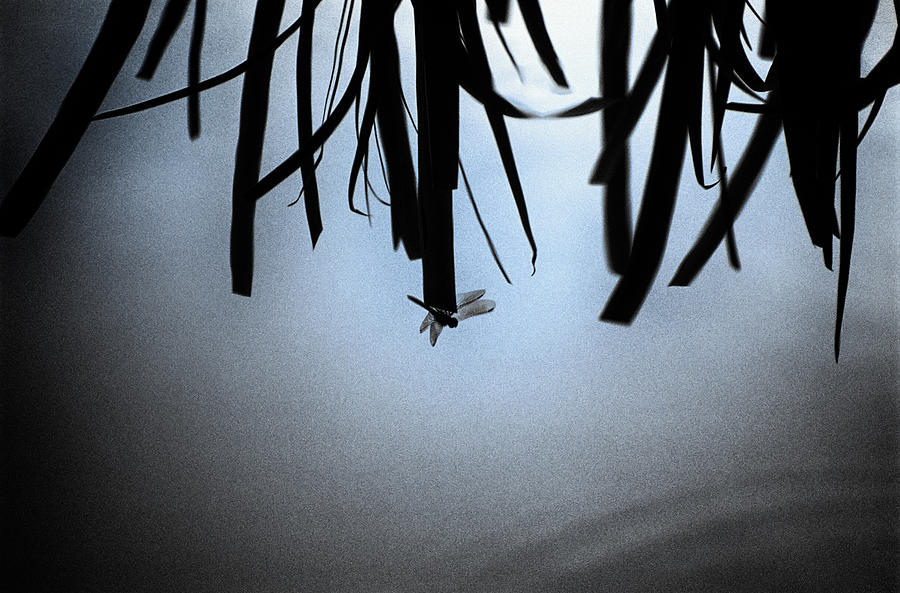 Dragonfly Silhouette Photograph by Jeremy Herman