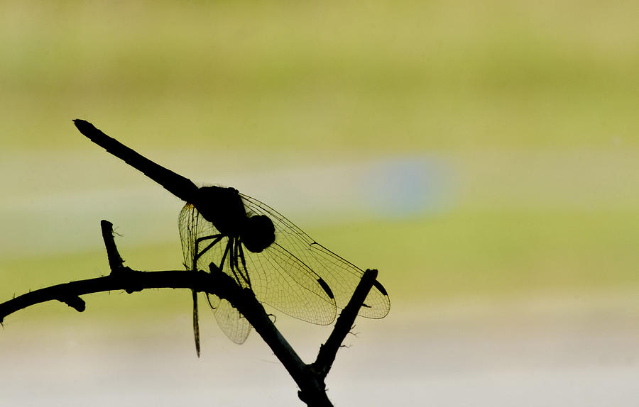 Nature Photograph - Dragonfly Silhouette by Julie Wynn