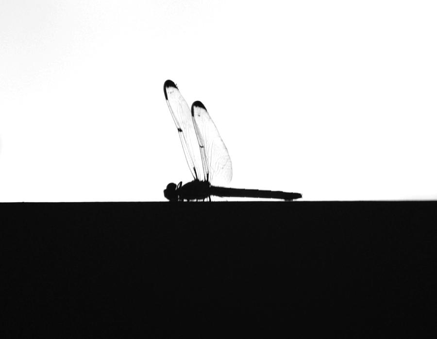 Dragonfly Silhouette Photograph by Maggy Marsh