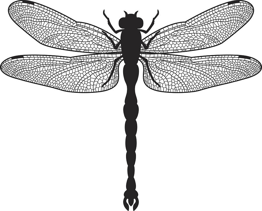 Dragonfly silhouette Drawing by Thoth_Adan
