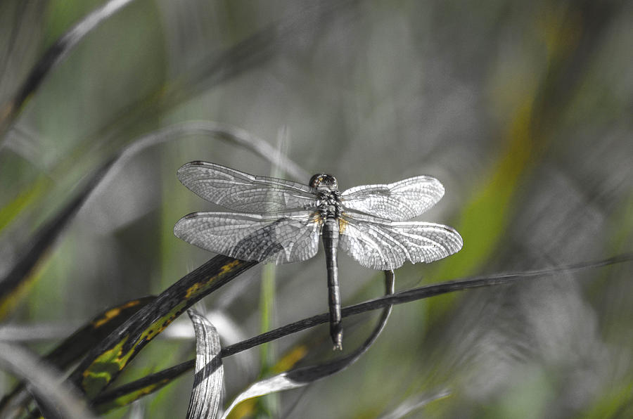Dragonfly-silvermetal Photograph by Rae Ann  M Garrett