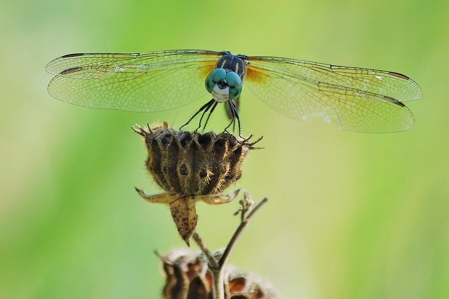Nature Photograph - Dragonfly Smile by Joy Bradley