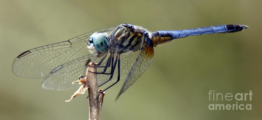 Dragonfly Smile Photograph by Lilliana Mendez