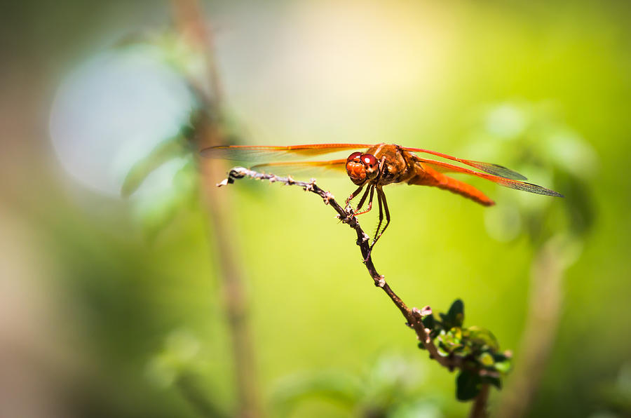 Nature Photograph - Dragonfly Smile by Priya Ghose