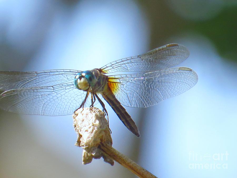 Dragonfly Smiling Photograph by Scott Cameron