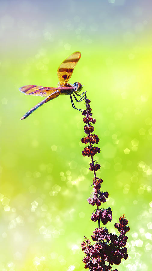 Dragonfly Sparkles Photograph by Bill and Linda Tiepelman