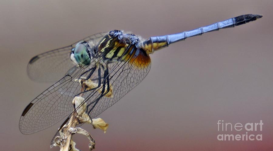 Dragonfly Stance Photograph by Lilliana Mendez