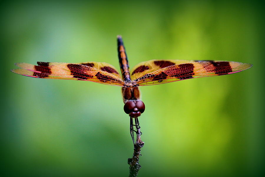 Nature Photograph - Dragonfly Stare by Rosanne Jordan