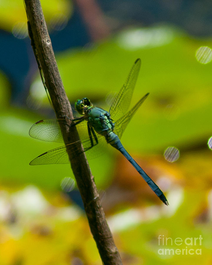 Dragonfly Photograph by Stephen Whalen