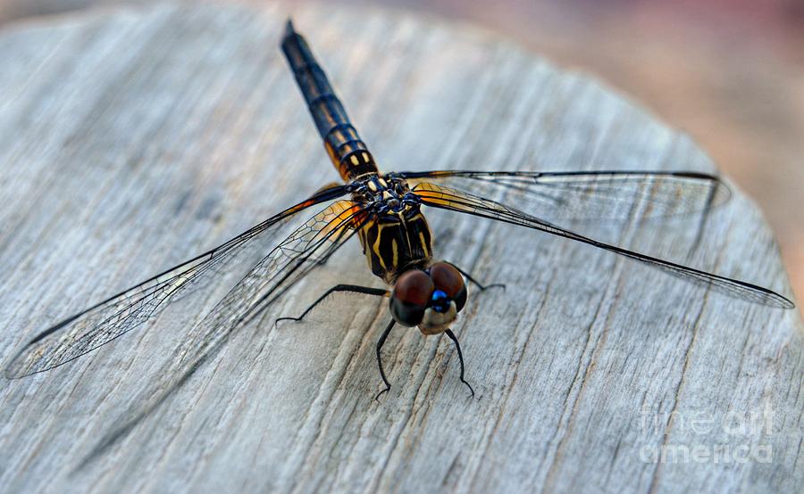 Dragonfly   Stopped to Say Hello  Photograph by Peggy Franz