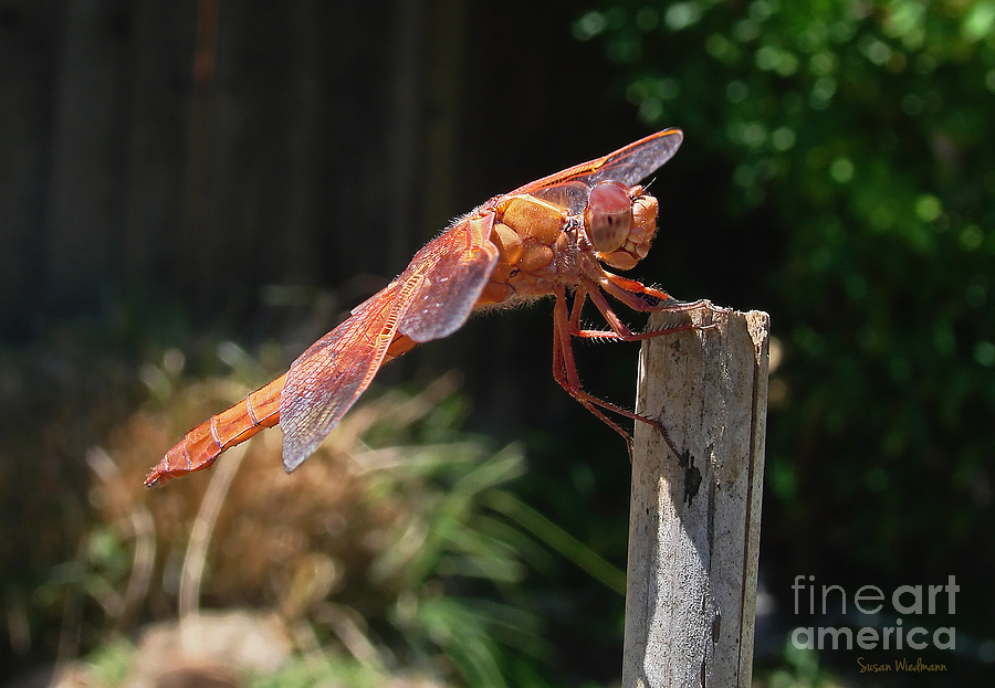 Garden Photograph - Dragonfly Stretching by Susan Wiedmann