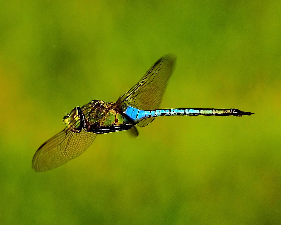 Dragonfly Photograph by Stuart Harrison