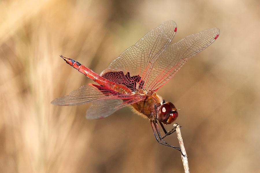 Dragonfly Photograph by Stuart Litoff