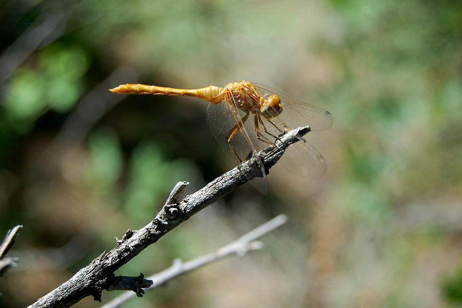 Dragonfly Summer Photograph by Greni Graph