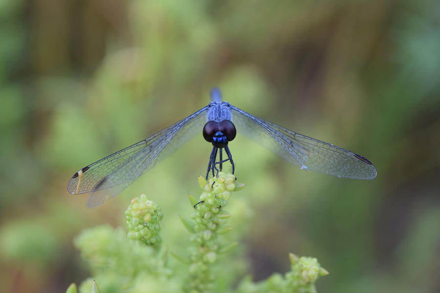 Dragonfly Photograph - DragonFly by Susan Sidorski