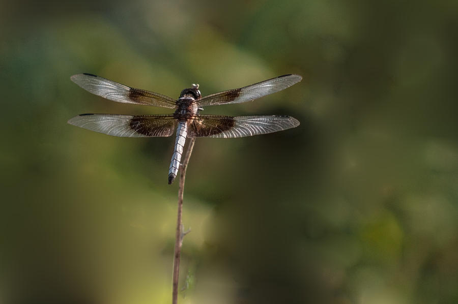 Dragonfly Photograph by Tam Ryan