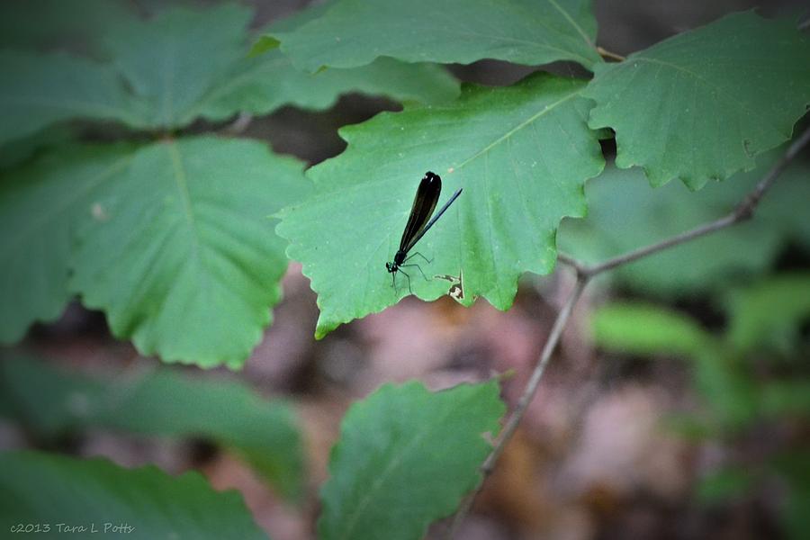 Dragonfly Photograph by Tara Potts