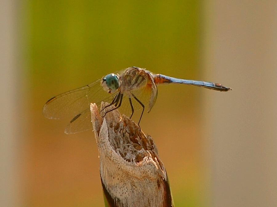 Dragonfly Photograph by Terri G - Fine Art America