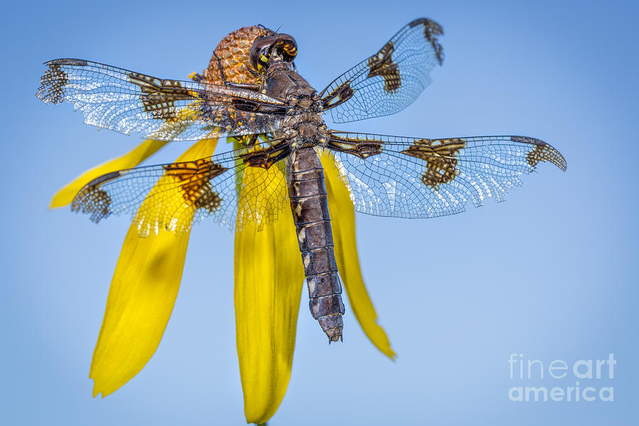 Dragonfly Photograph by Timothy Hacker