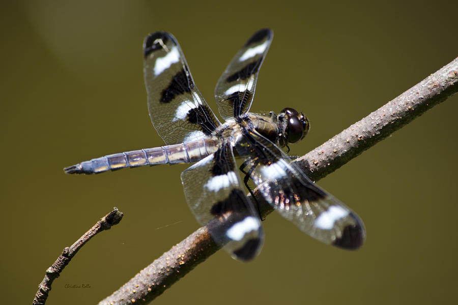 Dragonfly Twelve Spot Skimmer Photograph by Christina Rollo
