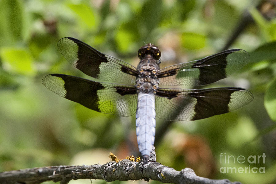 Dragonfly V8 Photograph by Douglas Barnard