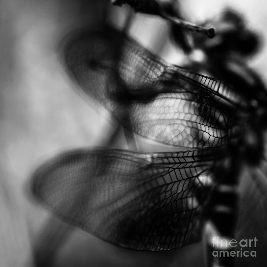 Fairy Photograph - Dragonfly by Victoria Whitehead