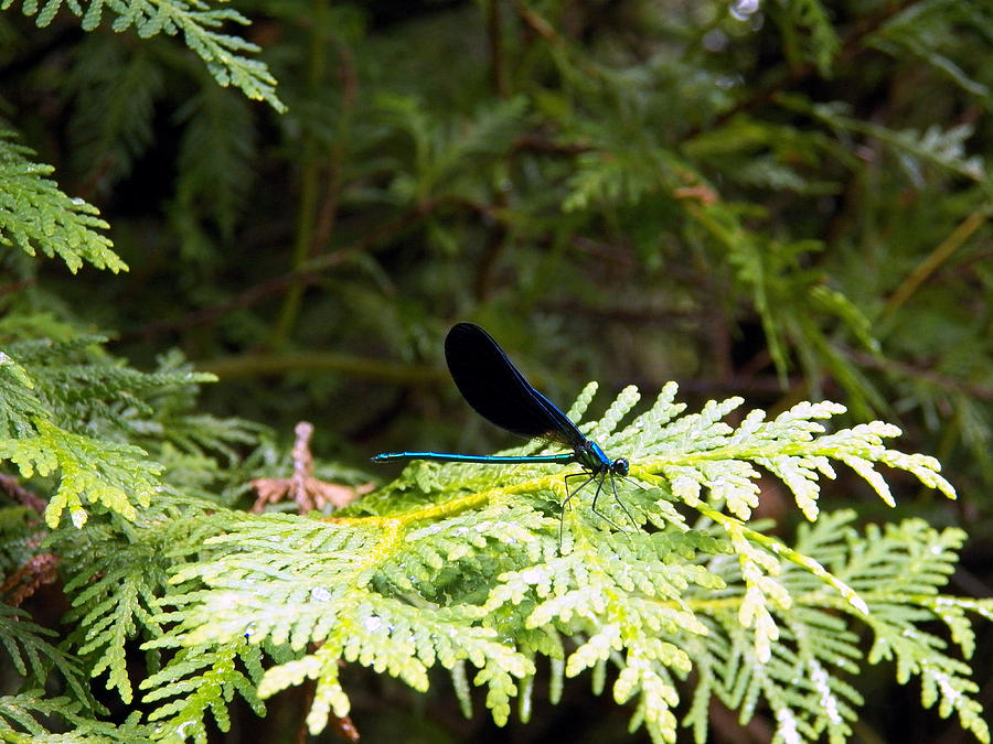 Dragonfly Visitor1 Photograph by Corinne Elizabeth Cowherd